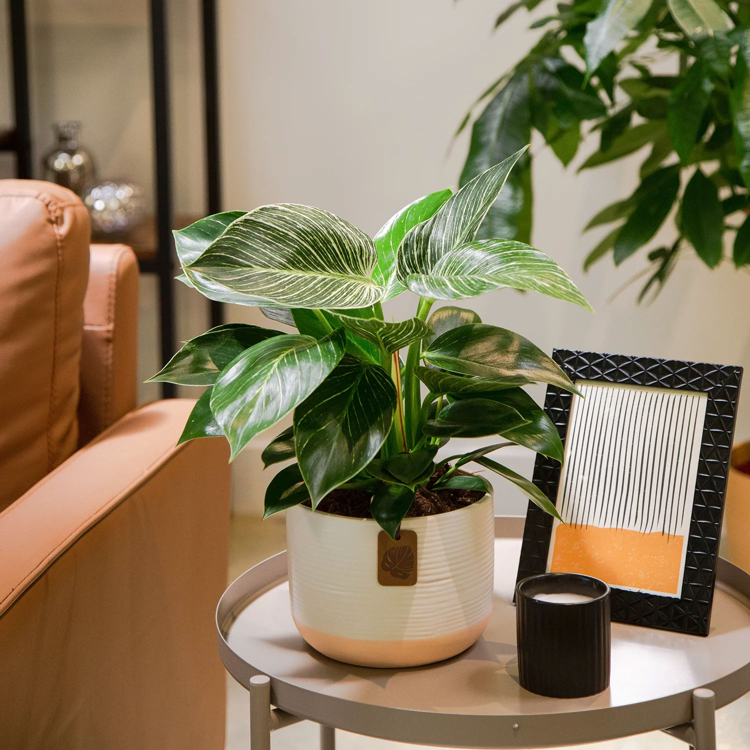 Costa Farms Live Indoor 12in - Imagen 2