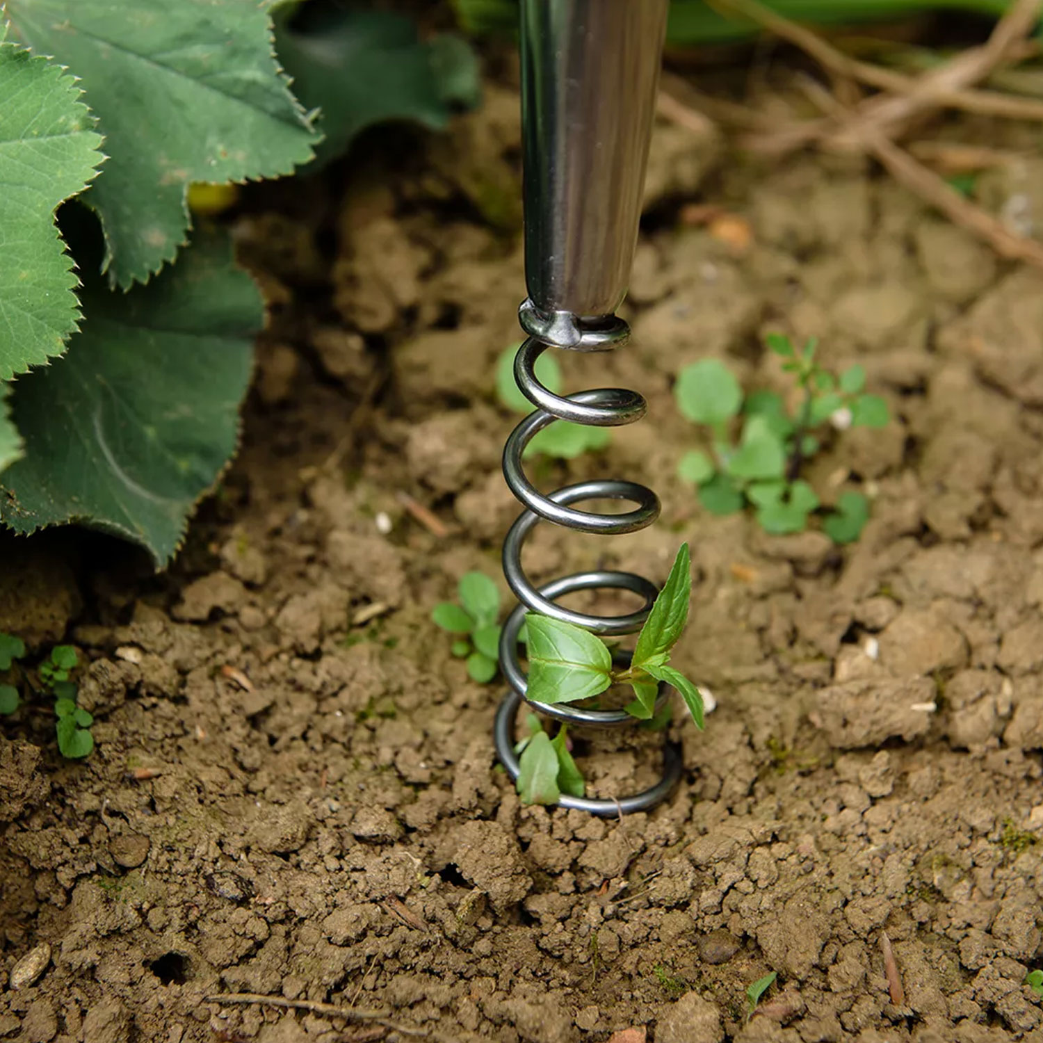 Kent & Stowe Stainless Steel Hand Corkscrew Weeder - Imagen 2